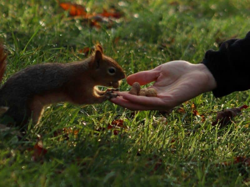 A squirrel reaching for food from a person's hand in a grassy area.