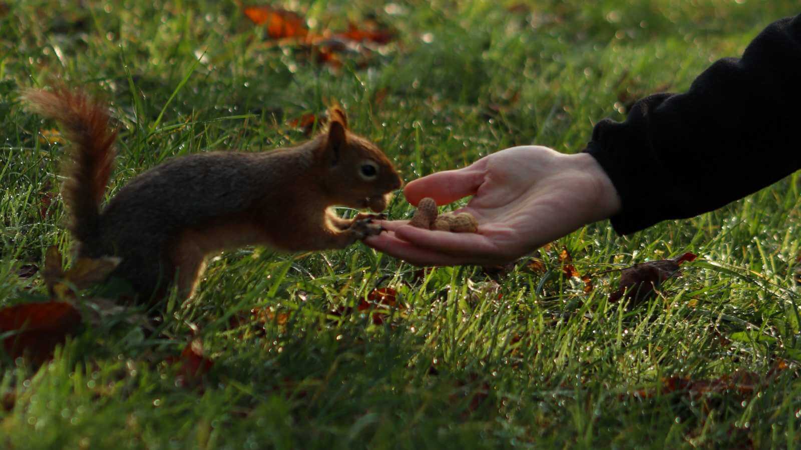 A squirrel reaching for food from a person's hand in a grassy area.