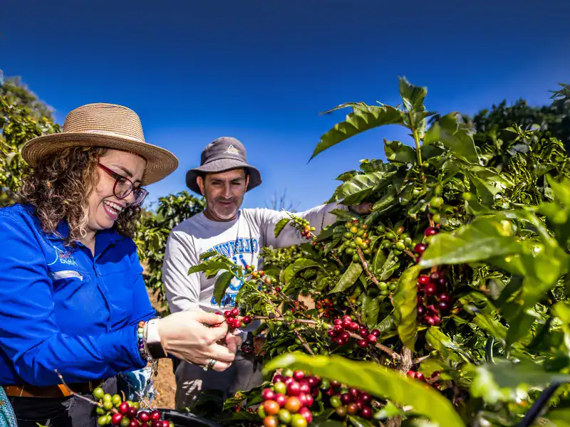 Two farmers harvesting ripe coffee cherries on a sunny day in a lush green coffee plantation.